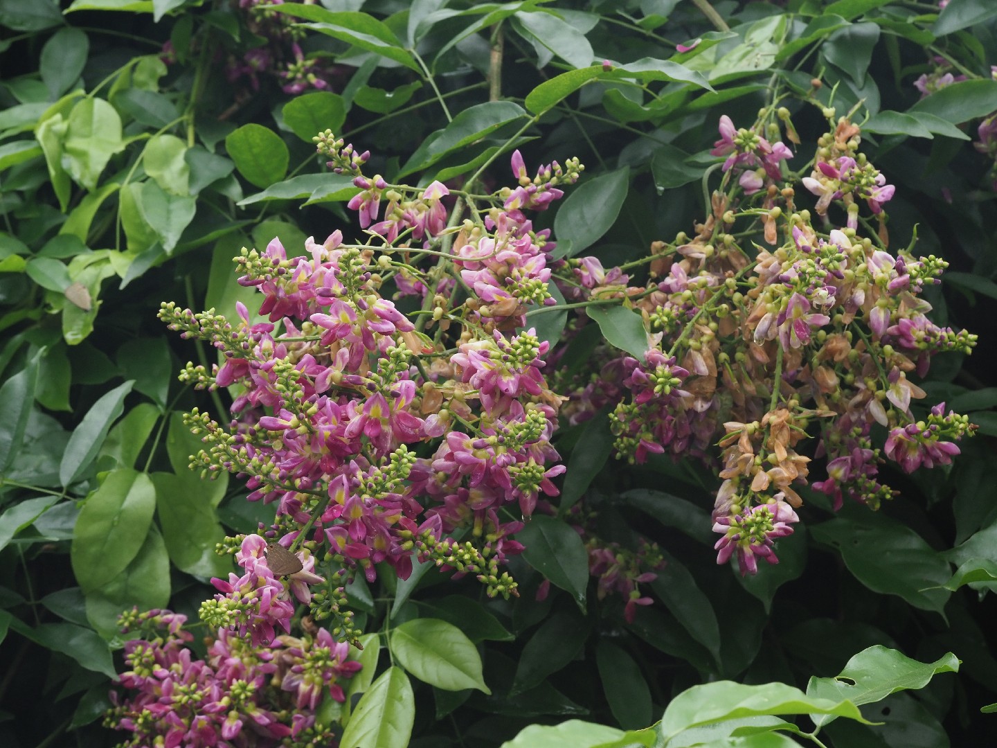 Evergreen wisteria (Callerya reticulata) Flower, Leaf, Care, Uses