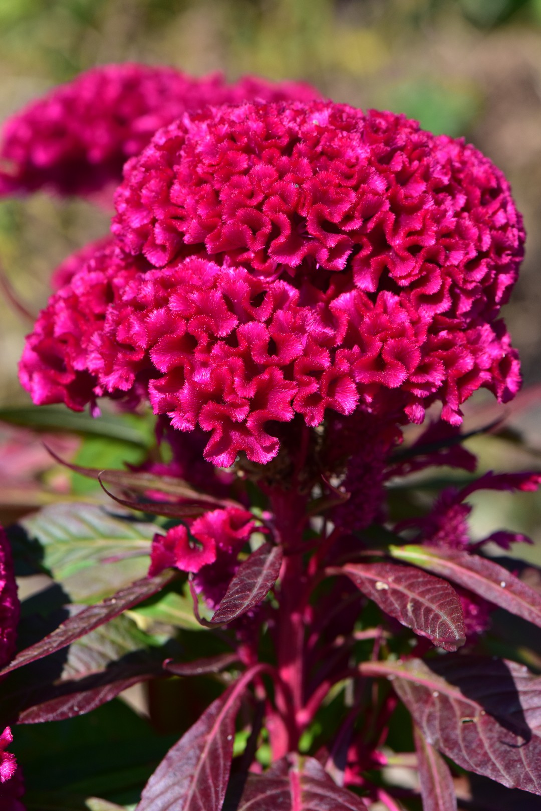 Crista-de-galo (Celosia cristata) - PictureThis