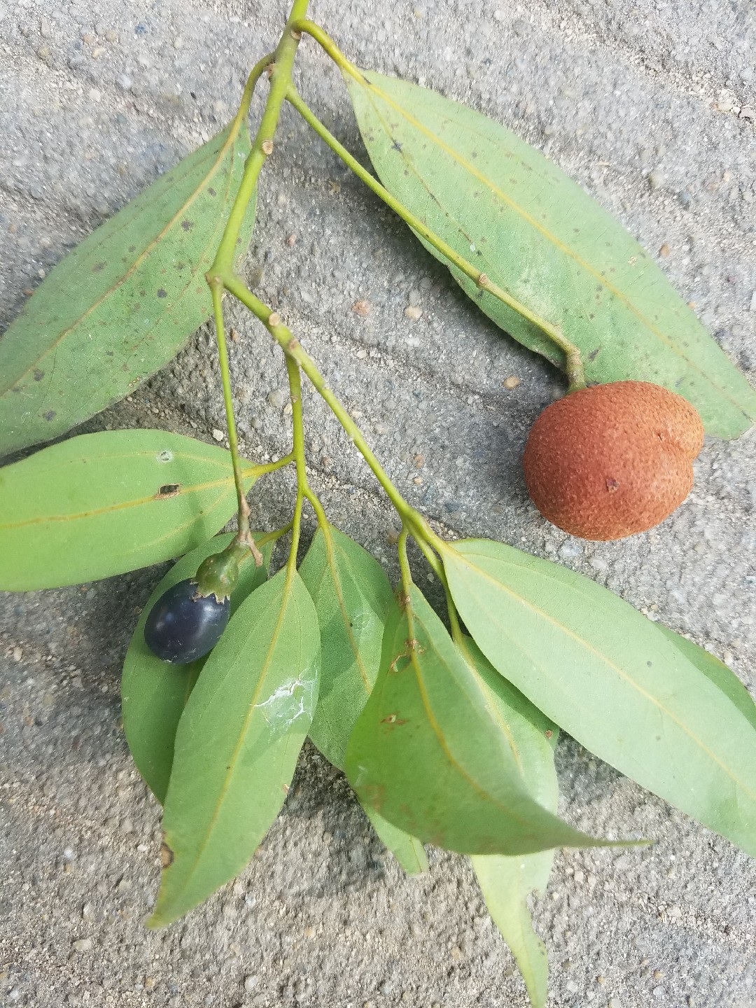 인도네시아계피나무 (Cinnamomum burmannii) PictureThis