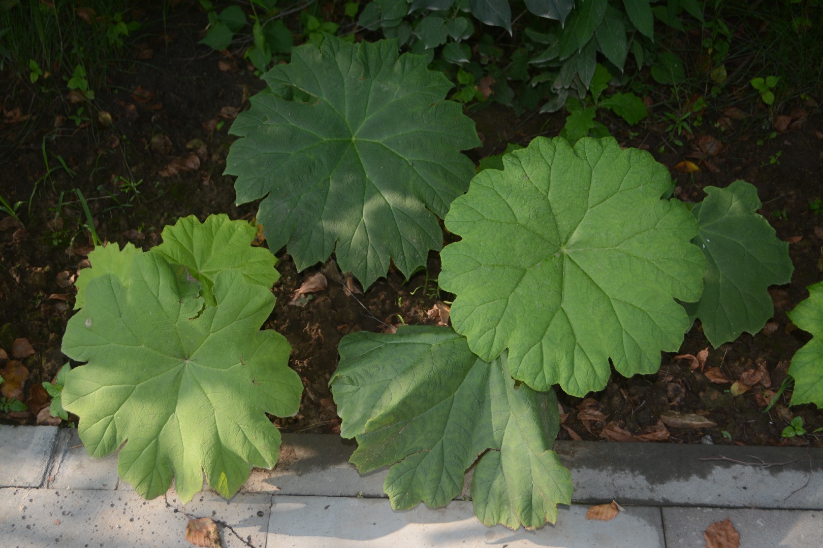 Shieldleaf rodgers flower (Astilboides tabularis) - PictureThis