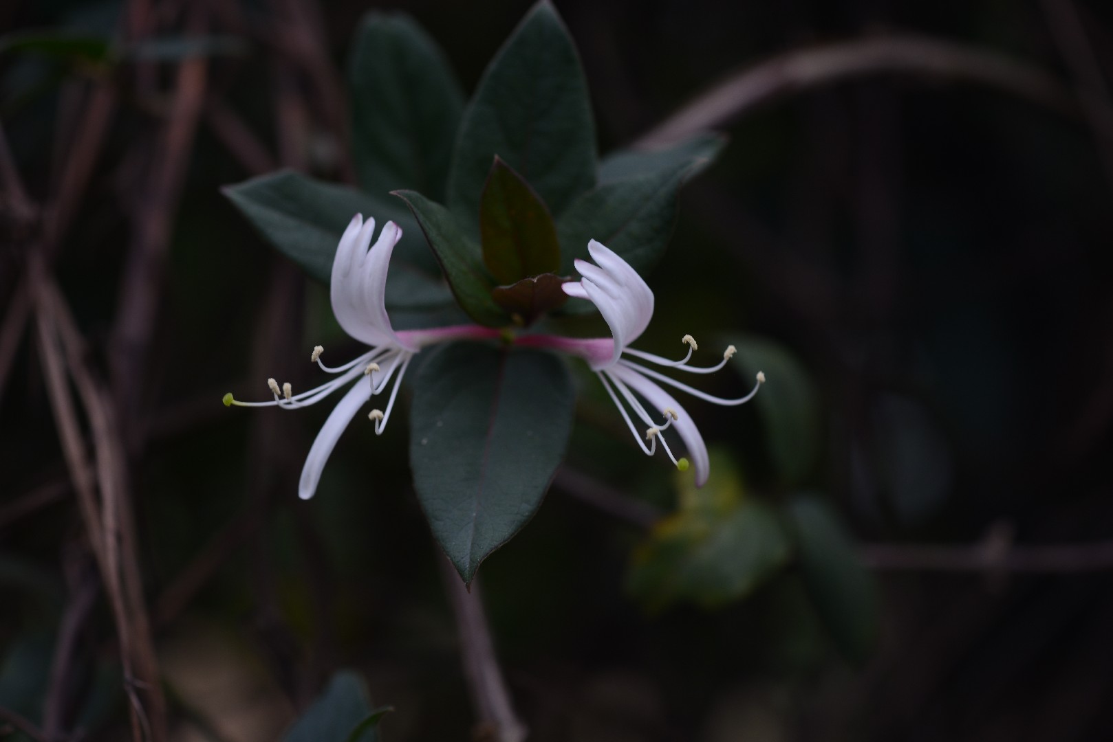ベニバナスイカズラ (Lonicera japonica var. chinensis) - PictureThis
