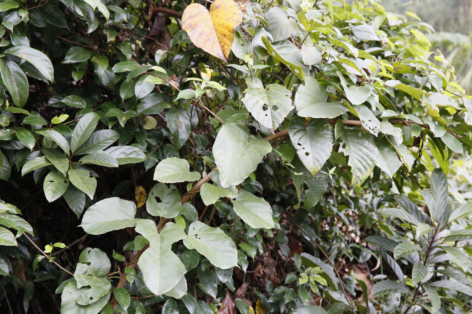 刺果藤 (Byttneria aspera) 花言葉，毒性，よくある質問 - PictureThis