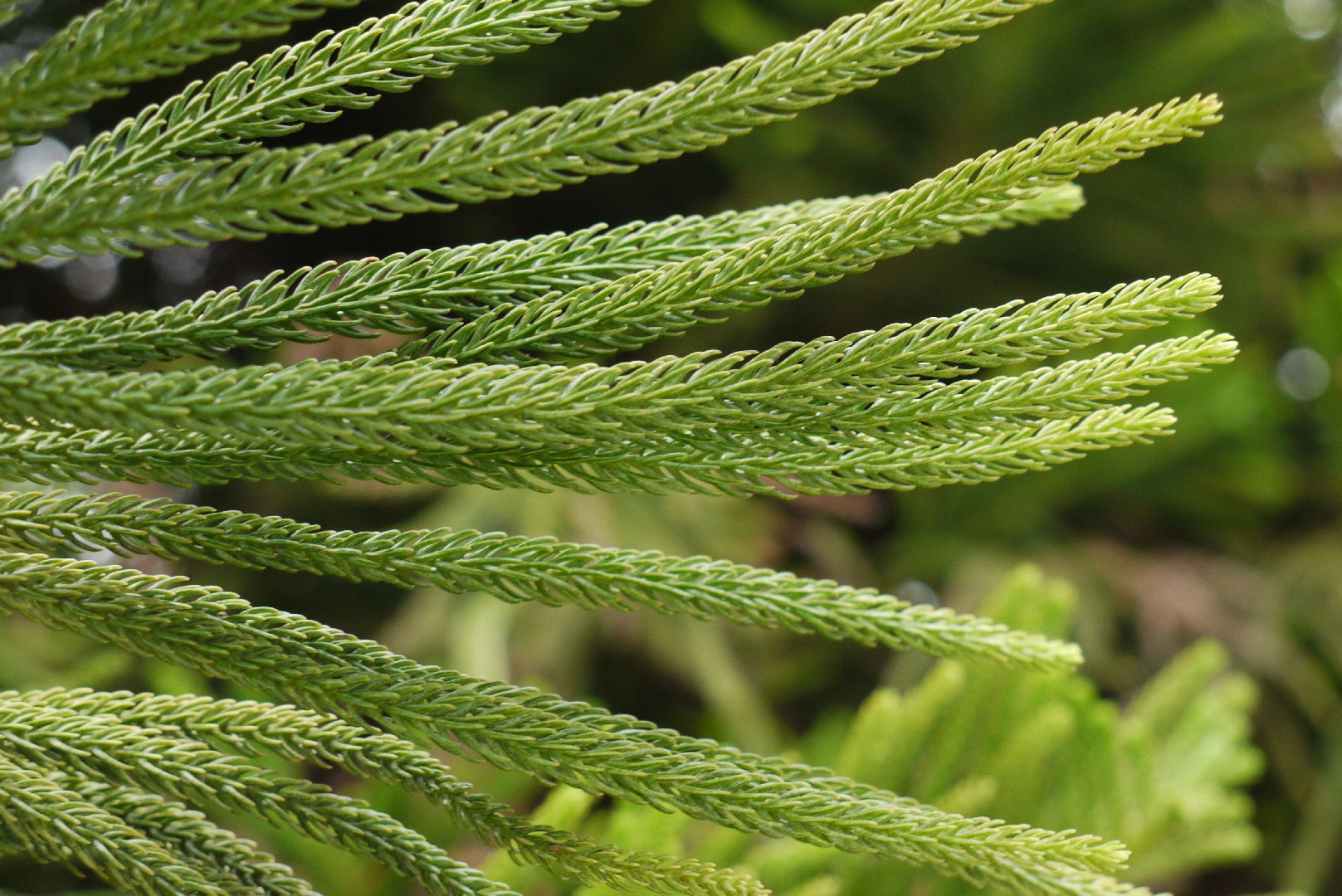 Norfolk island pine (Araucaria heterophylla) Flower, Leaf, Care, Uses