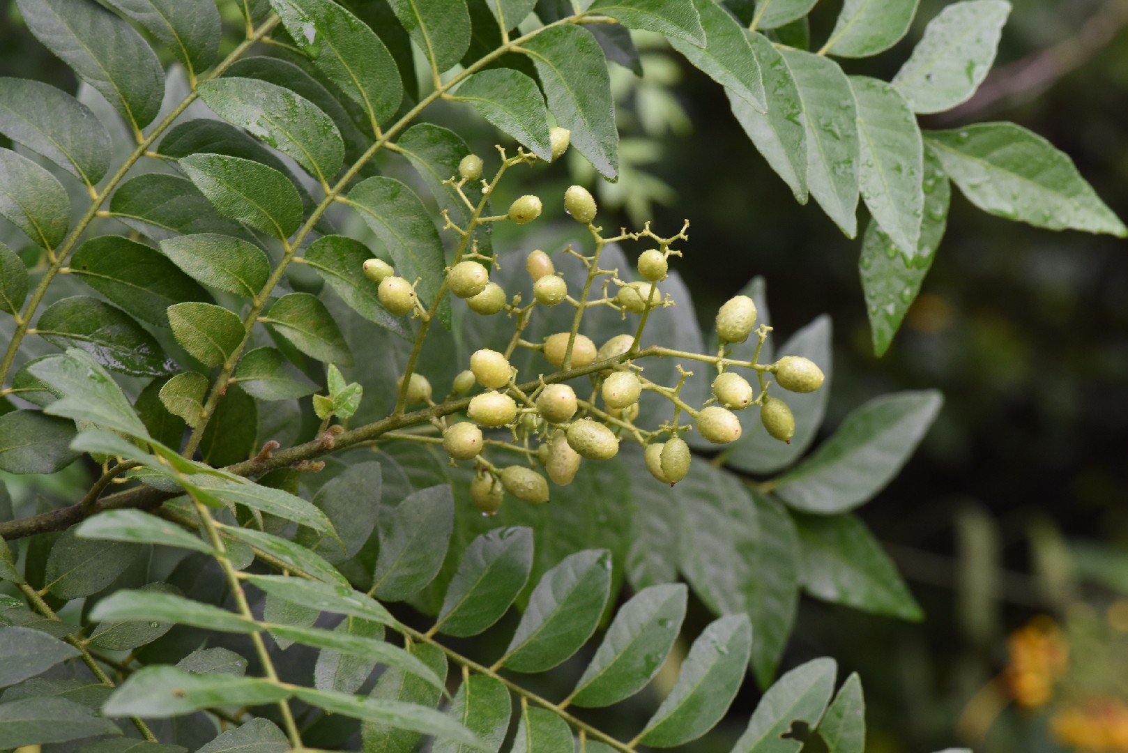 Clausema Tree Clausena (Clausena) Flower, Leaf, Care, Uses - PictureThis