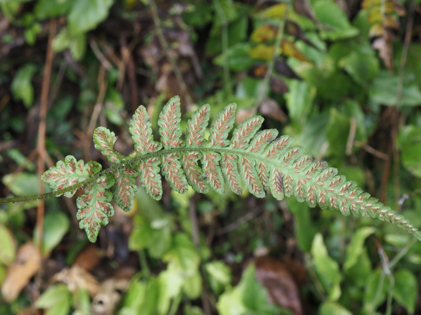 小中学校教員研修から教員の方の声｜枚方市 小学生・キッズ・ベビーの英語・英会話・英語保育・英語学童 - BEアカデミーインターナショナルスクール, image size:1440x1080