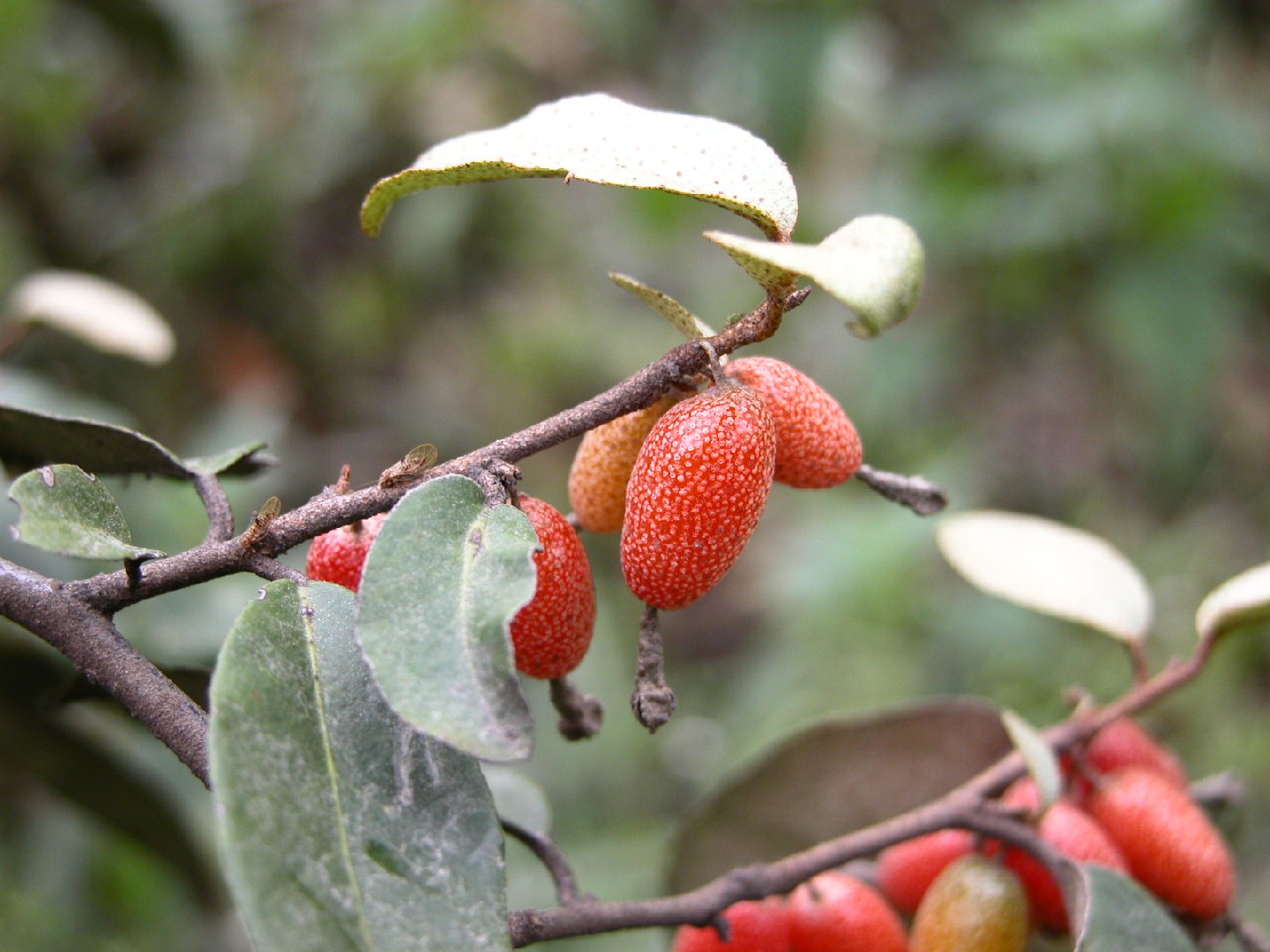 ナワシログミ（苗代茱萸）の判定方法 (Elaeagnus pungens)