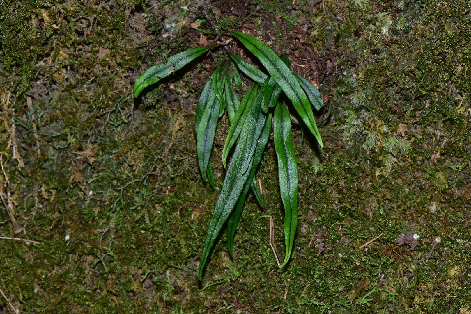 ノキシノブ属 (Lepisorus)