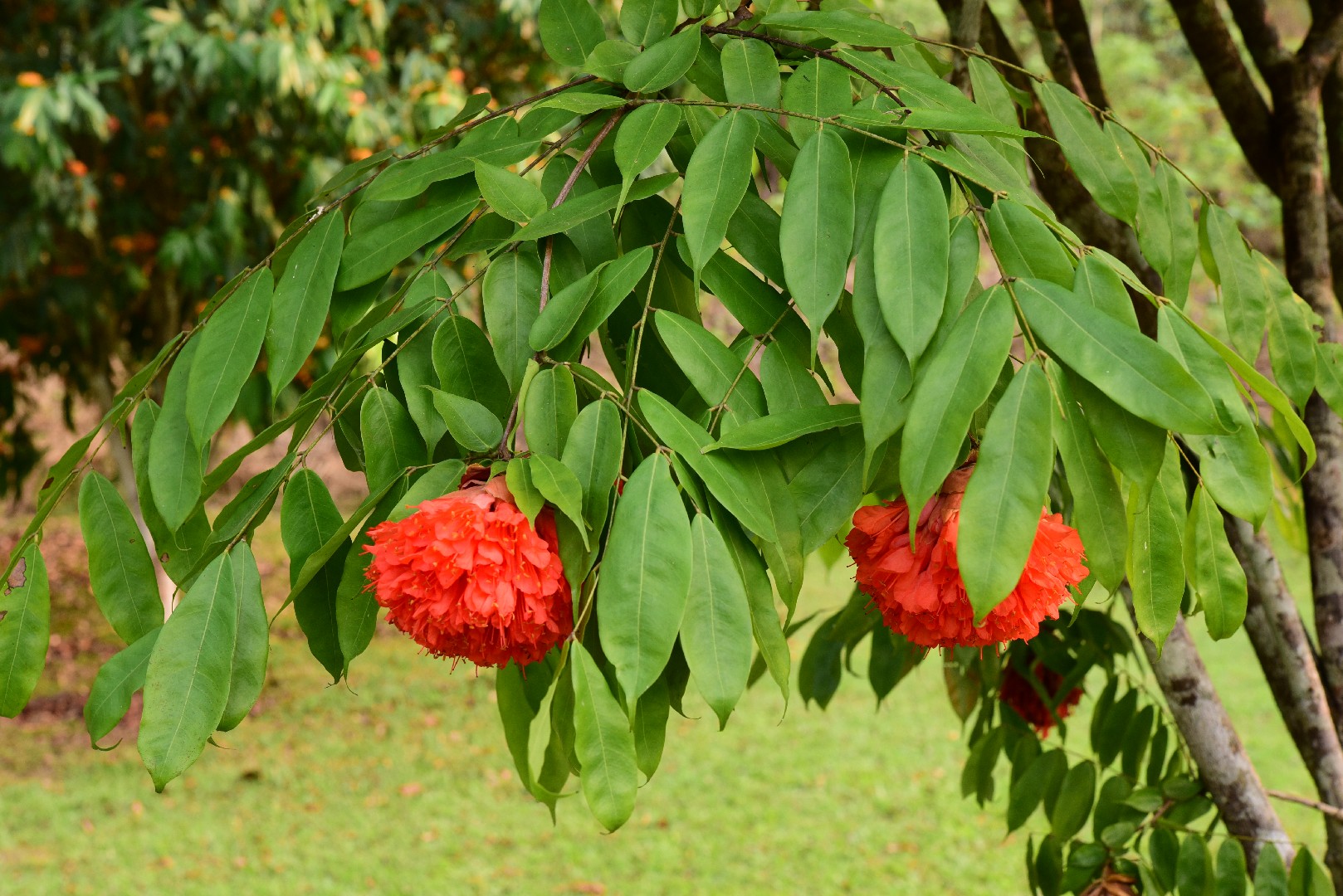 Arizá (Brownea ariza) PictureThis