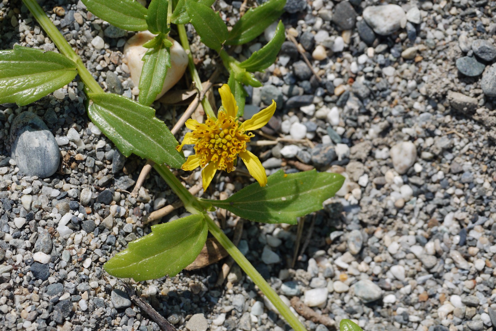 Melanthera (Wollastonia)