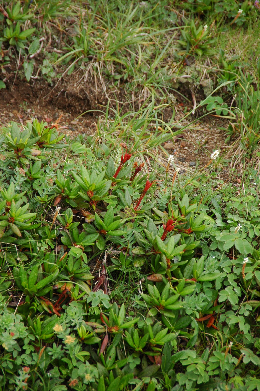 キバナシャクナゲ（黄花石楠花） (Rhododendron aureum) - PictureThis