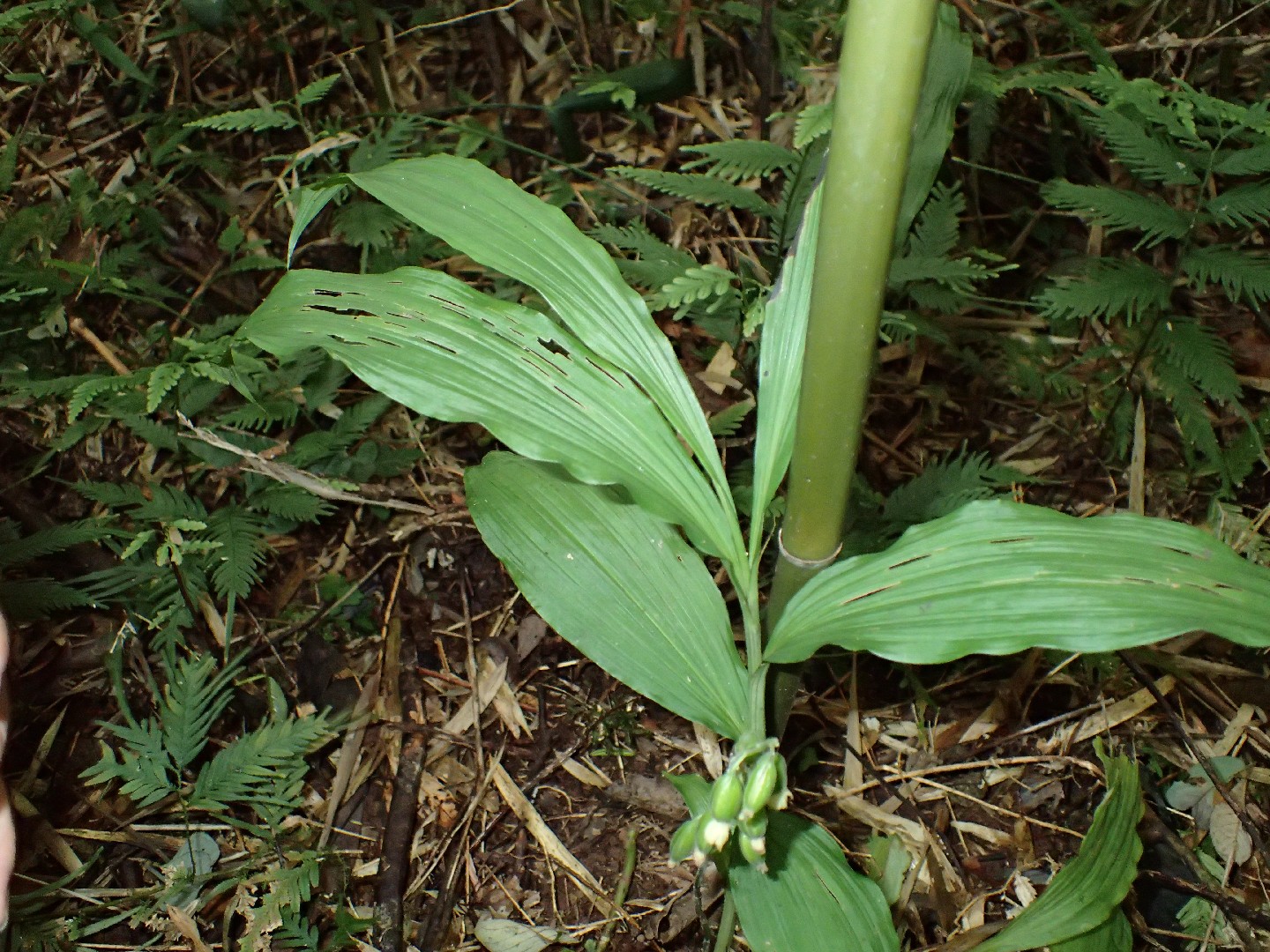 トクサラン (Cephalantheropsis obcordata) 花言葉,毒性,よくある質問 PictureThis