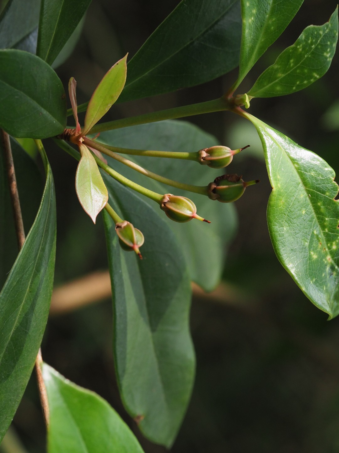 Chinese new year flower (Enkianthus quinqueflorus) Flower, Leaf, Care