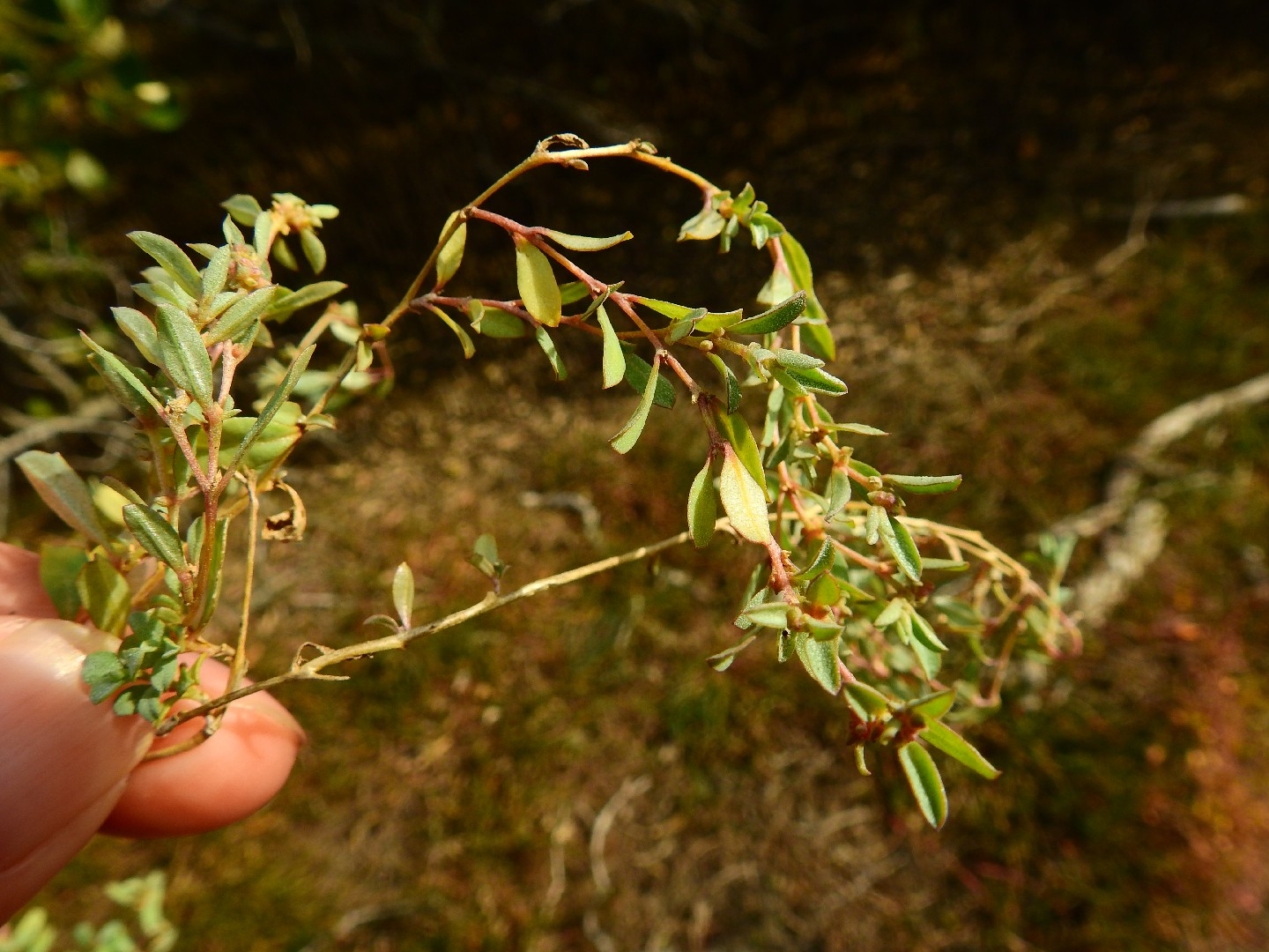 Suaeda australis PictureThis