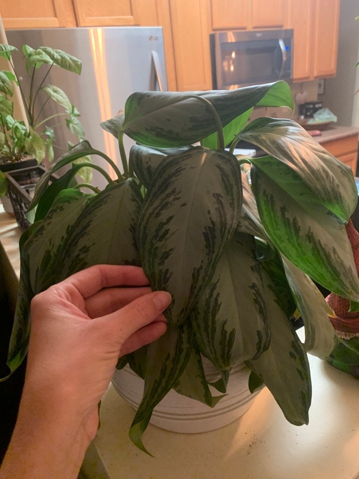 indoor dracaena Shop 'Dracaena marginata kiwi' Care & Growing Guide