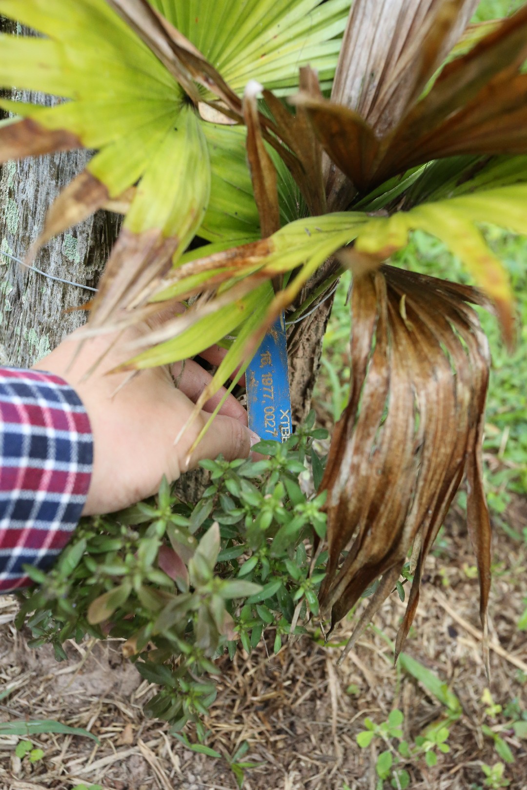 ビロウ (Saribus) - PictureThis