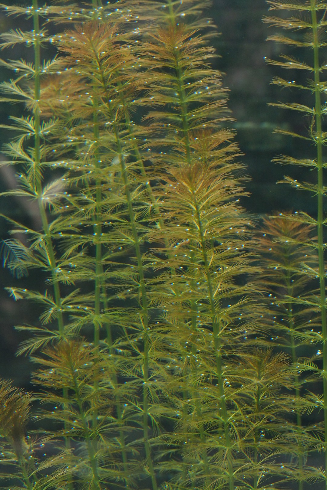 물수세미 (Myriophyllum verticillatum) - PictureThis