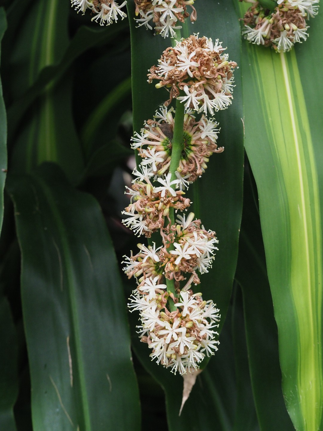 So identifizierst du Duftender Drachenbaum (Dracaena fragrans)