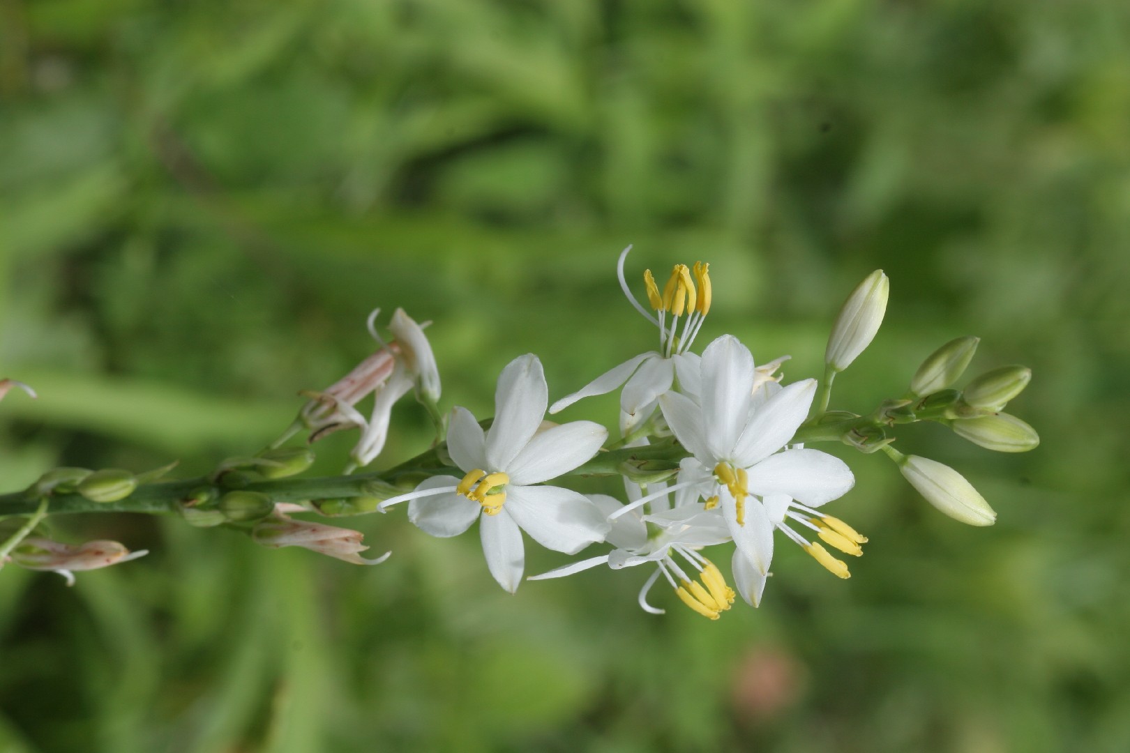 Hardy spider plant (Diuranthera major) Flower, Leaf, Care, Uses