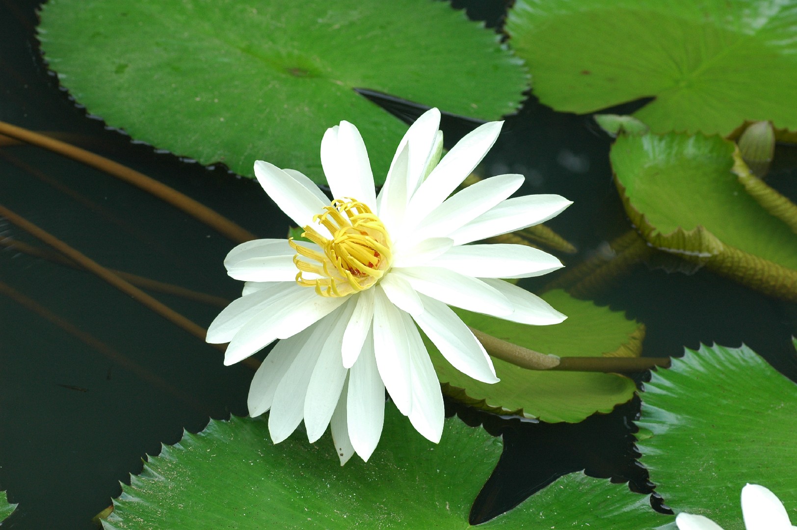 Cómo cultivar la flor de loto