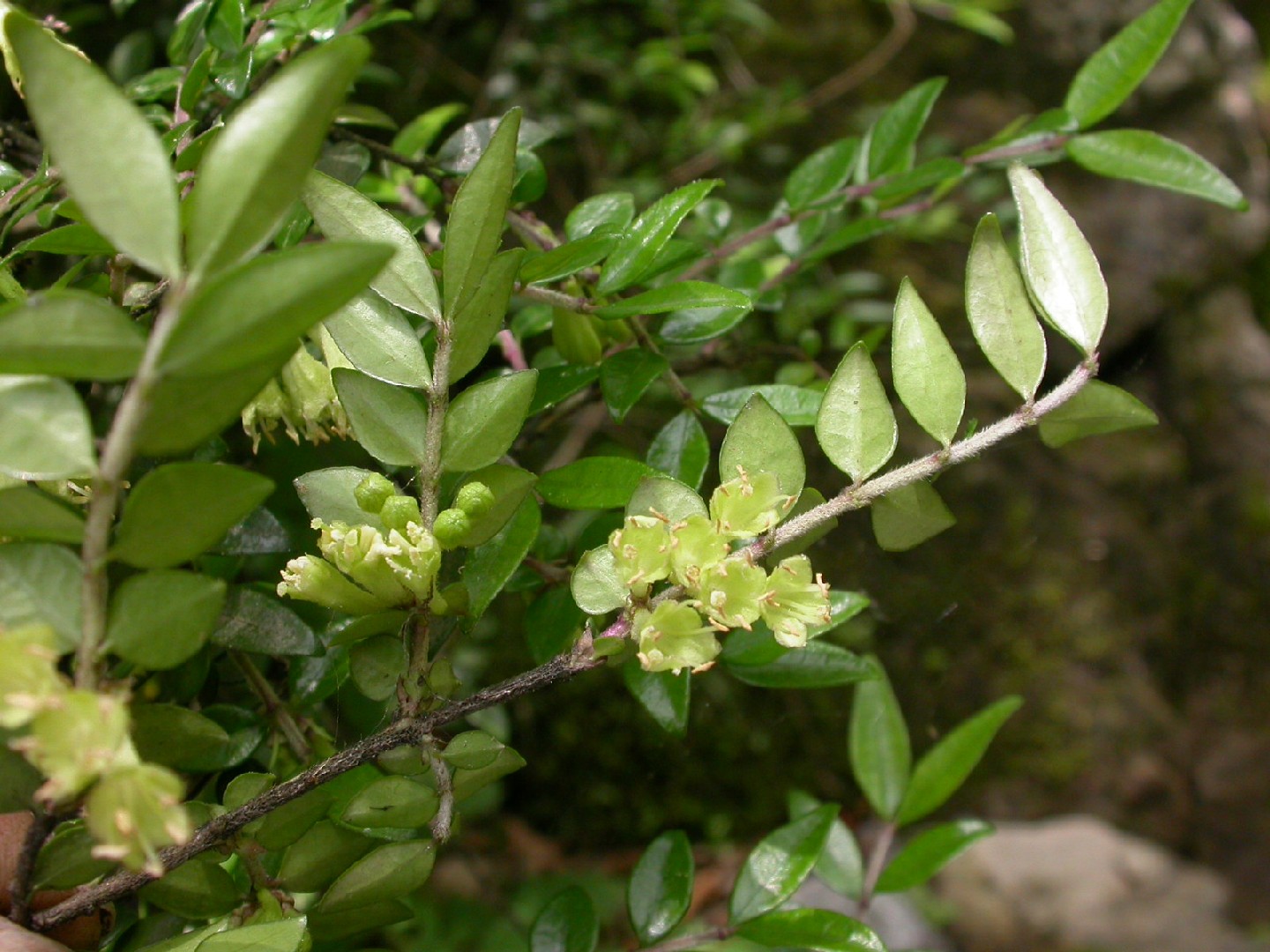 Lonicera Pileata (Kriech-Heckenkirsche) – Winterhart, Immergrün, Bodendecker 20–30 Cm, Pflegeleicht Für Garten & Beet