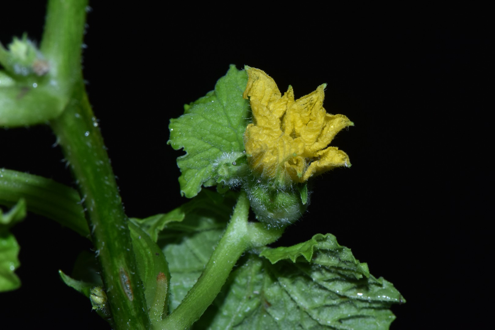 Cantaloupe (Cucumis melo) Flower, Leaf, Care, Uses PictureThis