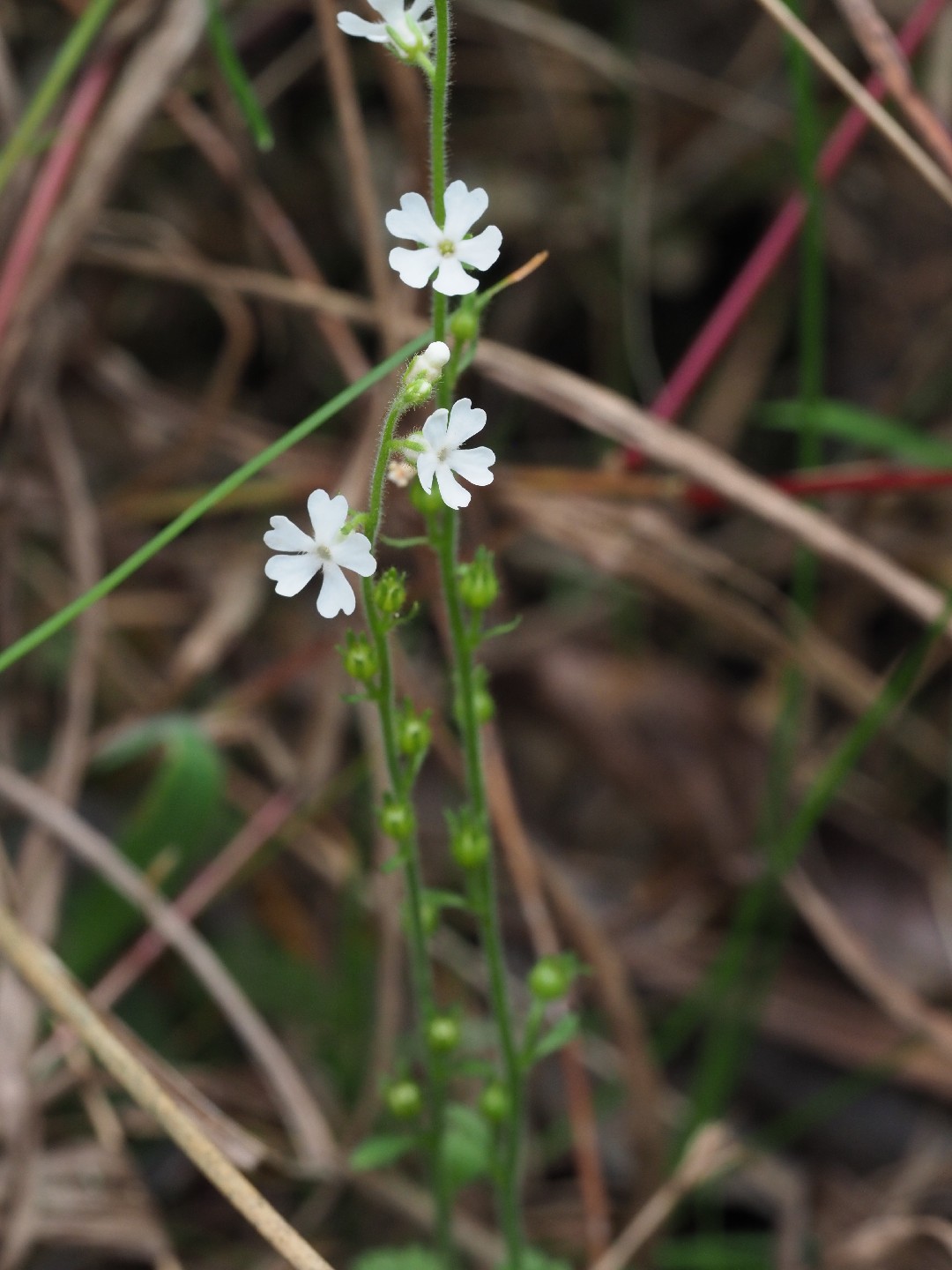 Stimpsonia chamaedryoides PictureThis