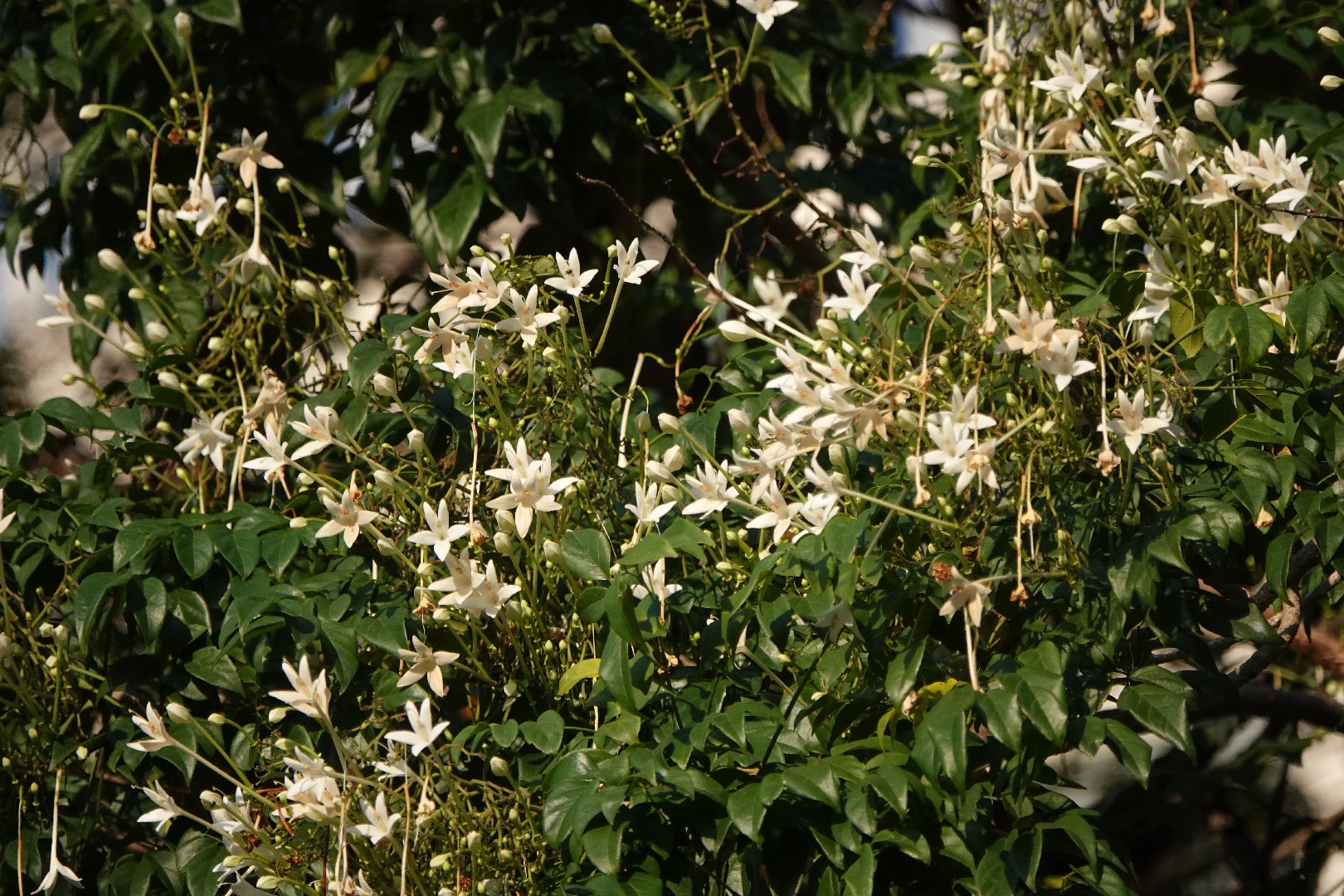 How to Plant and Grow Indian cork tree(Millingtonia hortensis)