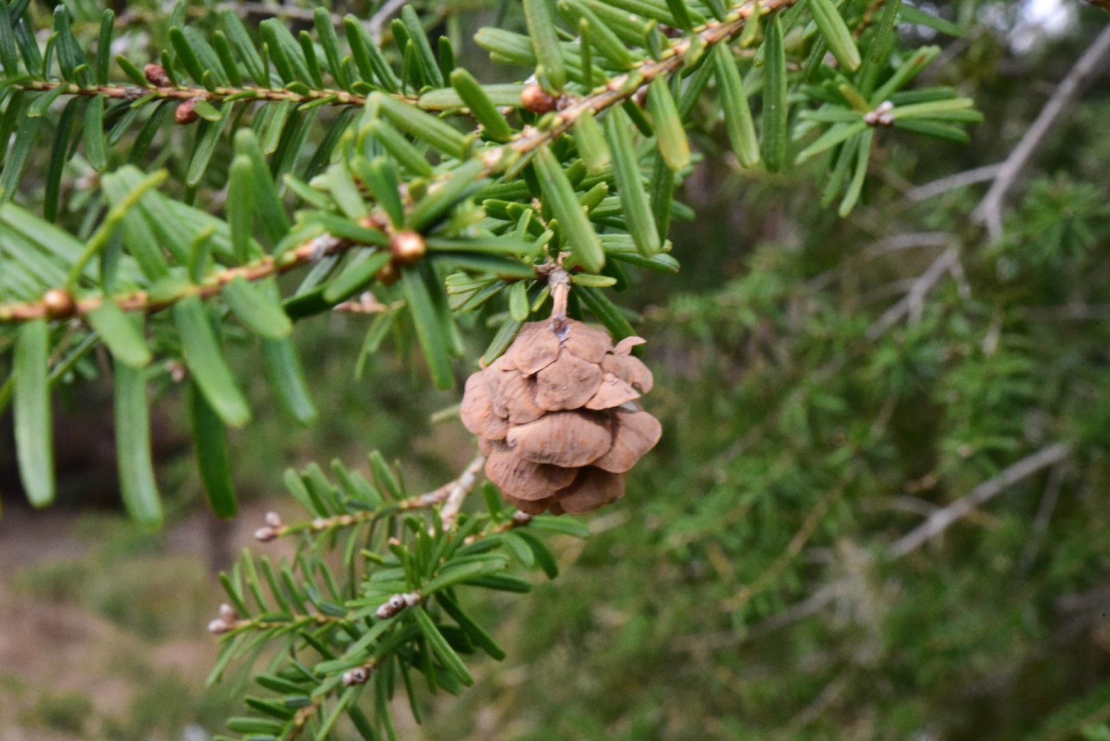 Südjapanische hemlocktanne (Tsuga sieboldii) PictureThis