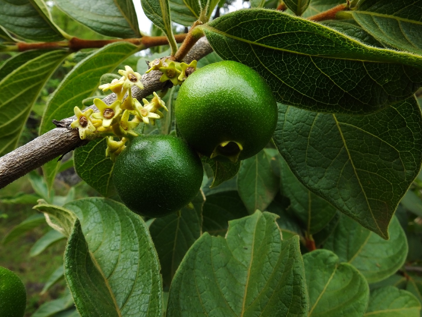 Vangueria infausta PictureThis