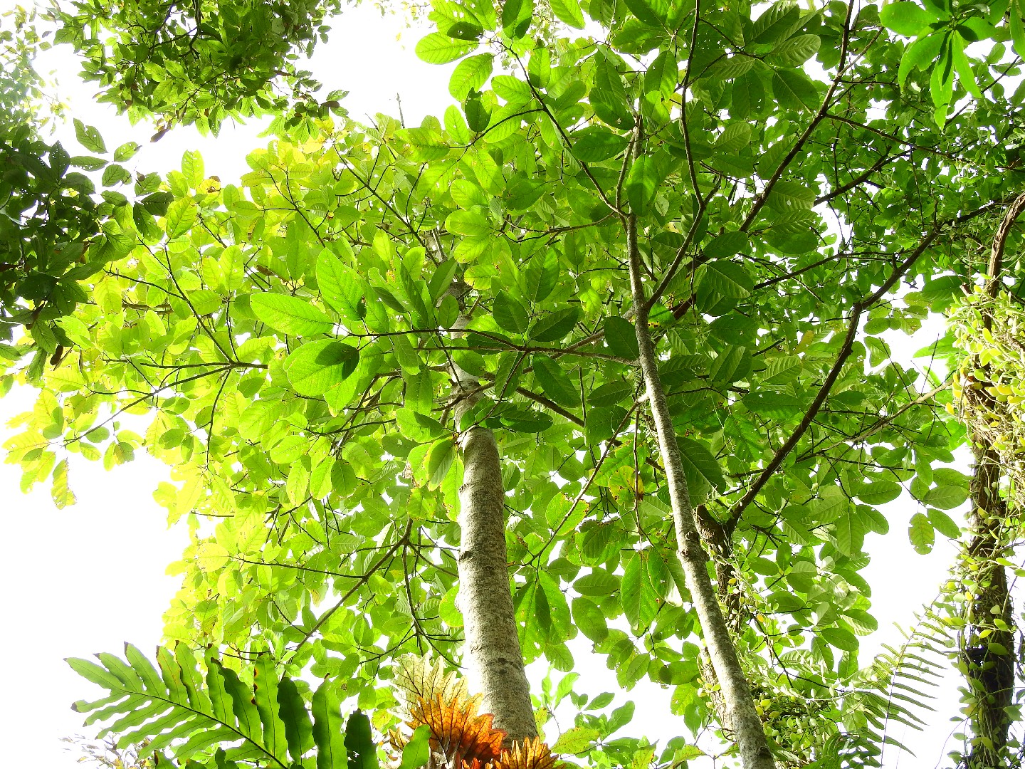 How to Plant and Grow Indian oak(Barringtonia acutangula)