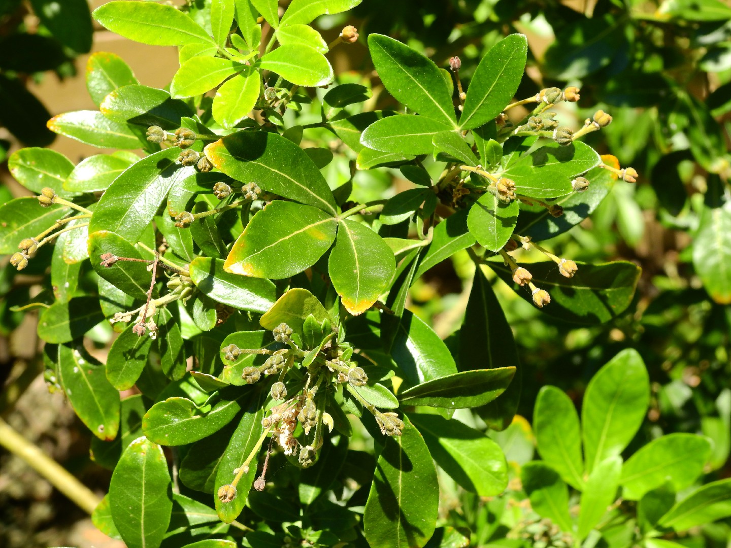 Common Ru Tree Rue (Rutaceae) Flower, Leaf, Care, Uses - PictureThis