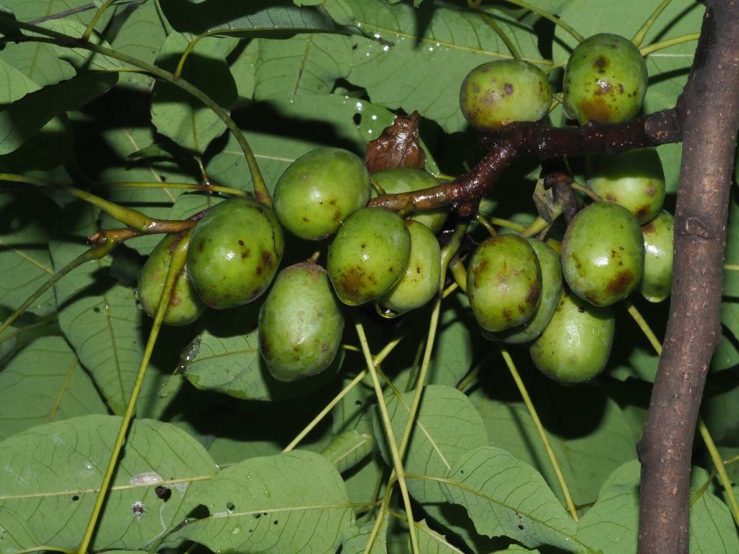 Hog Plum In Nepali