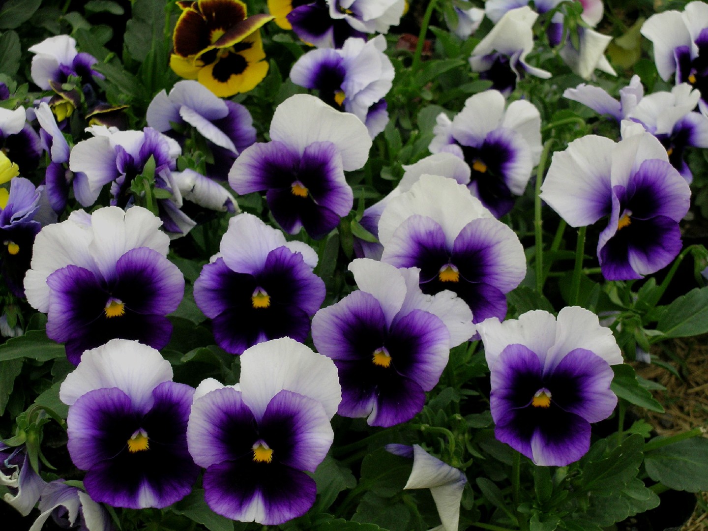 Semi Di Johnny Jump Up Viola Tricolore – 2500 Semi Sfusi Per Fiori