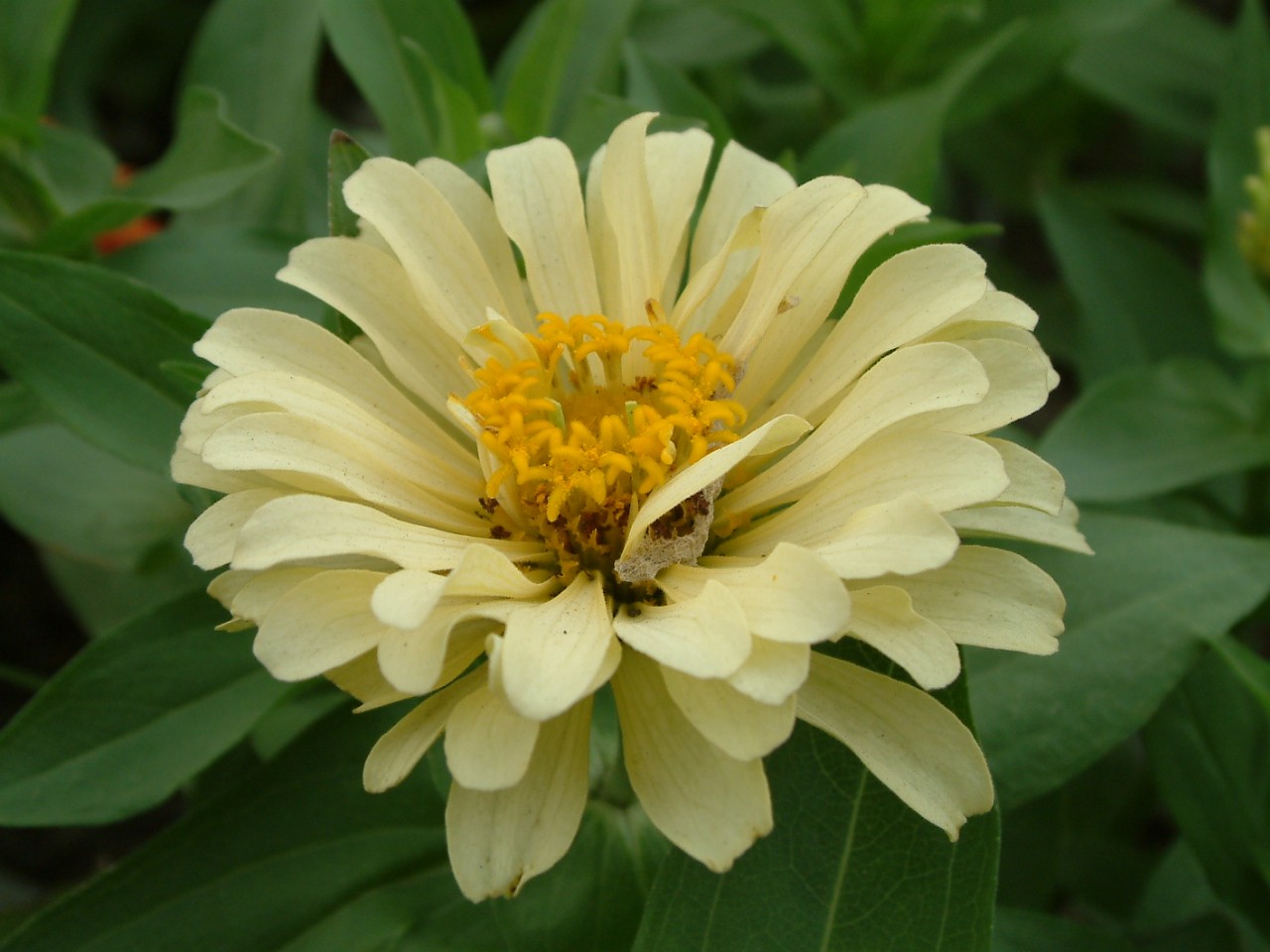 Common zinnia (Zinnia elegans) Flower, Leaf, Care, Uses PictureThis