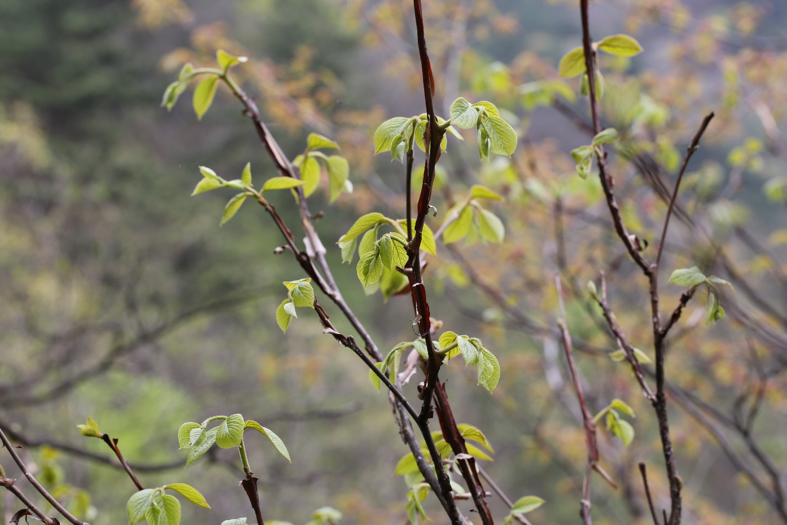 ハクウンボク（白雲木） (Styrax obassia) - PictureThis