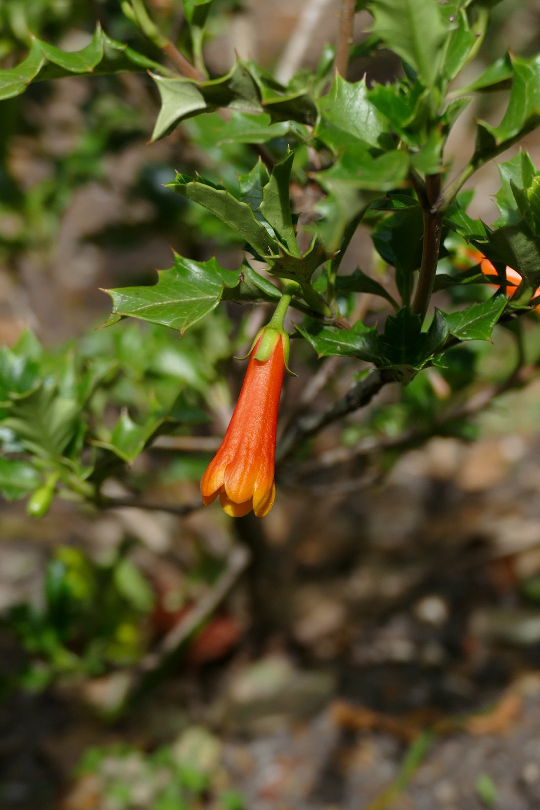 Taique Desfontainia Spinosa taique-desfontainia-spinosa