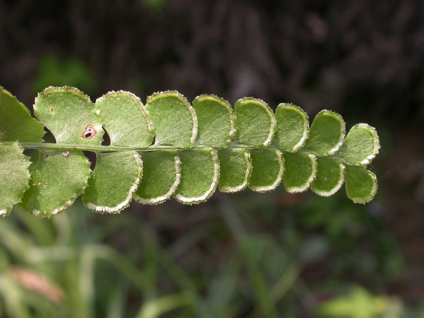 Helechos de collar (Lindsaea)