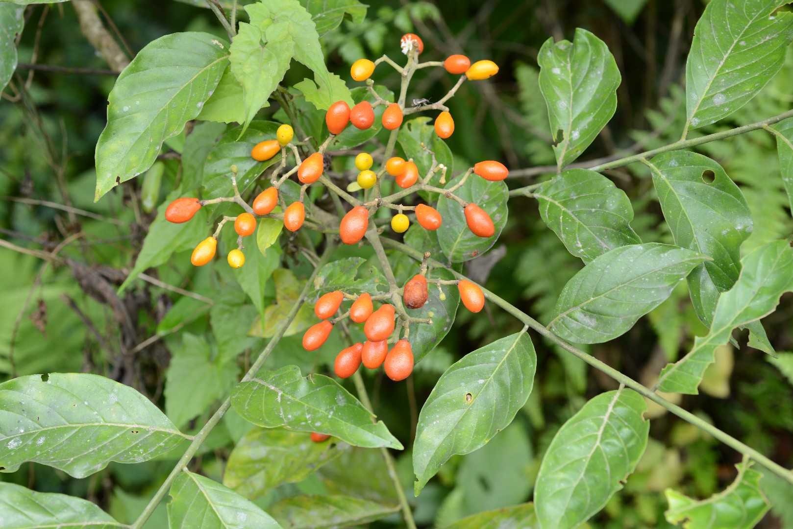 黃皮 (Clausena lansium) 照顧，種植，繁殖，開花時間 - PictureThis