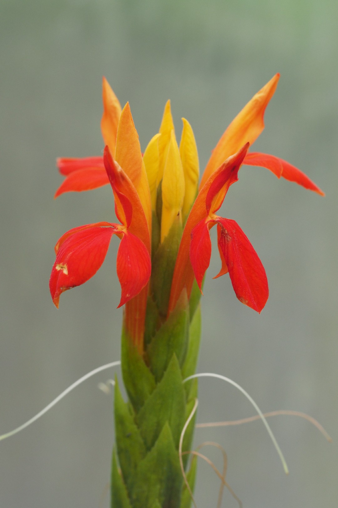 Aphelandra aurantiaca PictureThis