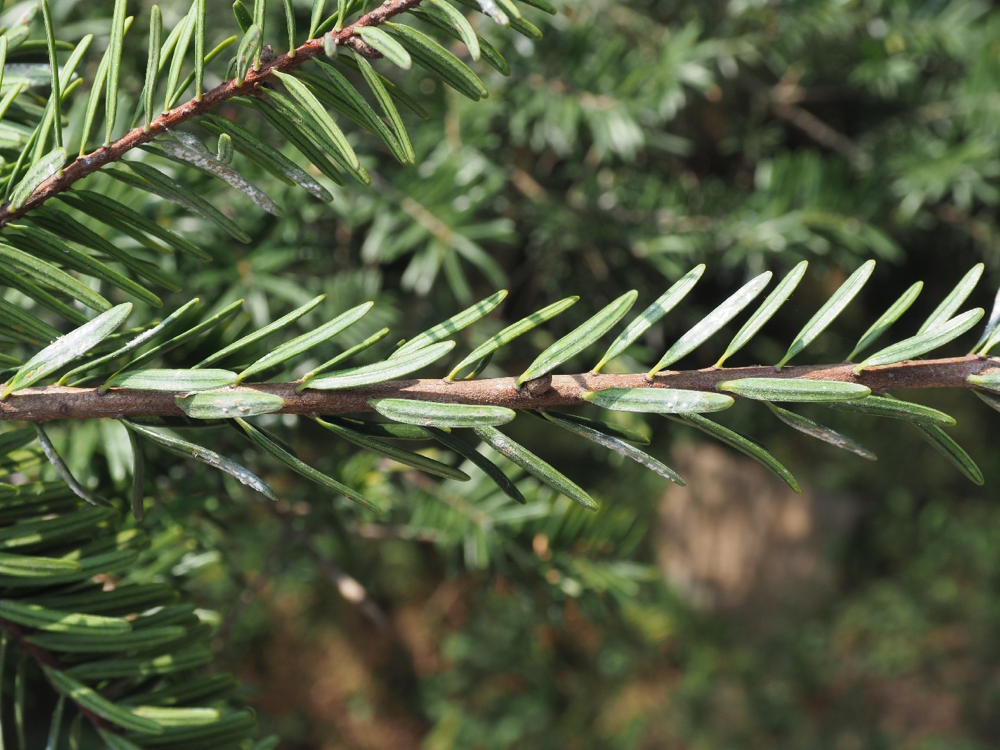 油杉 (Keteleeria fortunei) 照顧，種植，繁殖，開花時間 - PictureThis