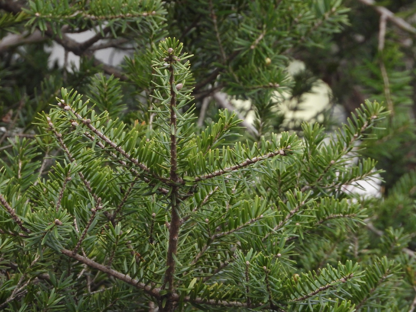 油杉 (Keteleeria fortunei) 照顧，種植，繁殖，開花時間 - PictureThis