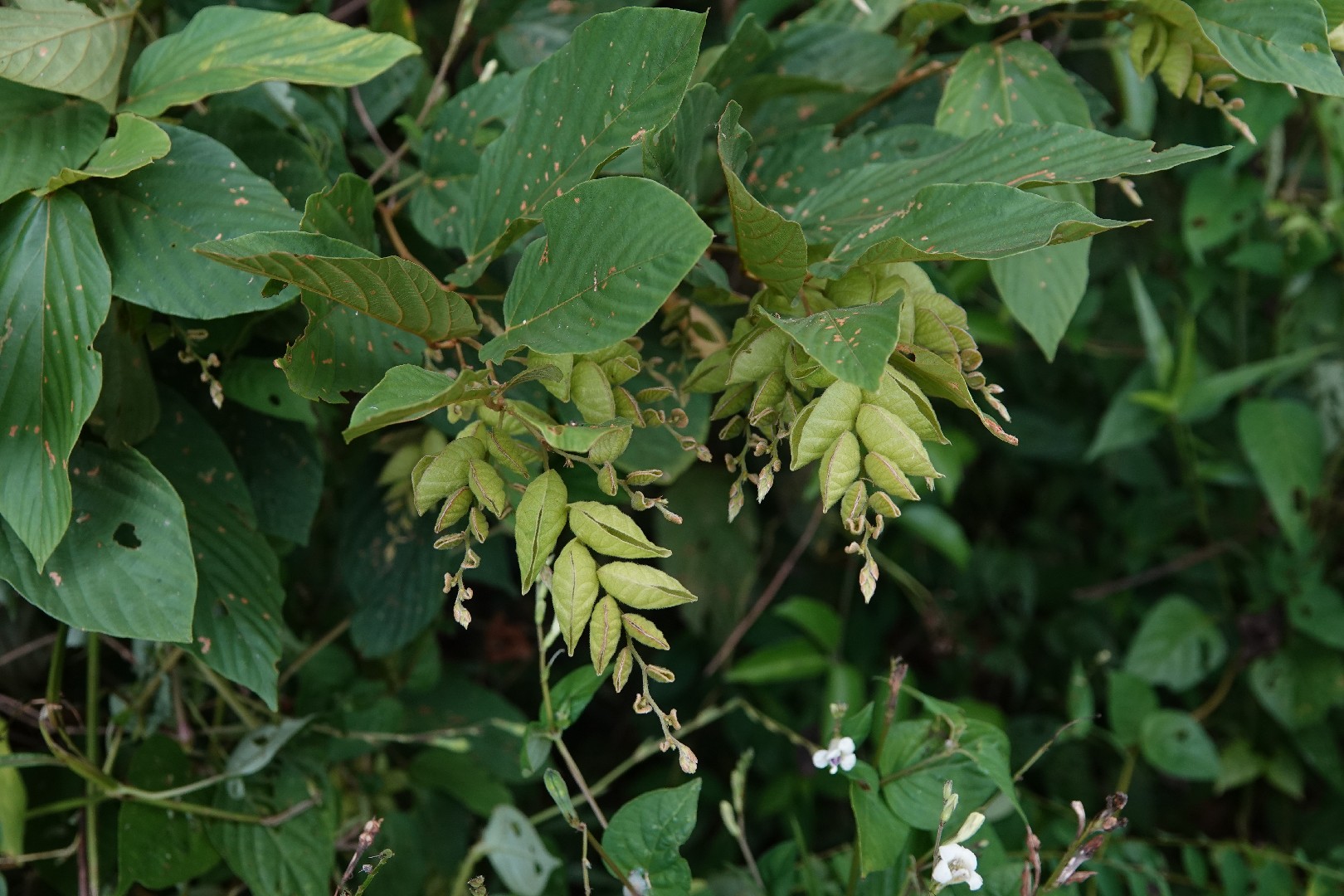 Fleming Tree Flemingia Flower, Leaf, Care, Uses - PictureThis