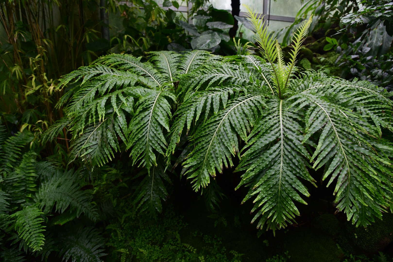 ジュラ紀の植物を見上げる日常 台湾の木生シダ - Taiwan Panorama, image size:1618x1080