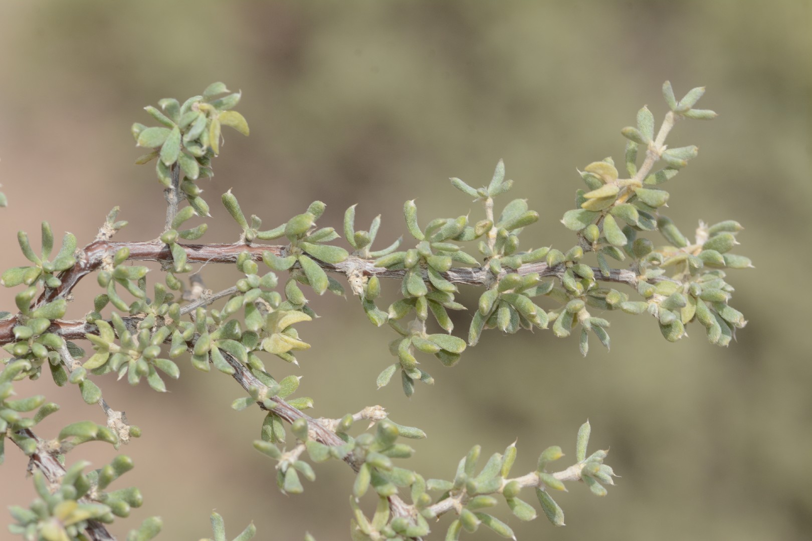 Tetraena Care (Watering, Fertilize, Pruning, Propagation) - PictureThis