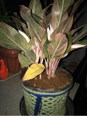 How to Grow and Care for Pink dalmatian Chinese evergreen
