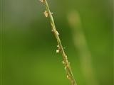  L'herbe Fiveminute (Tripogon)
