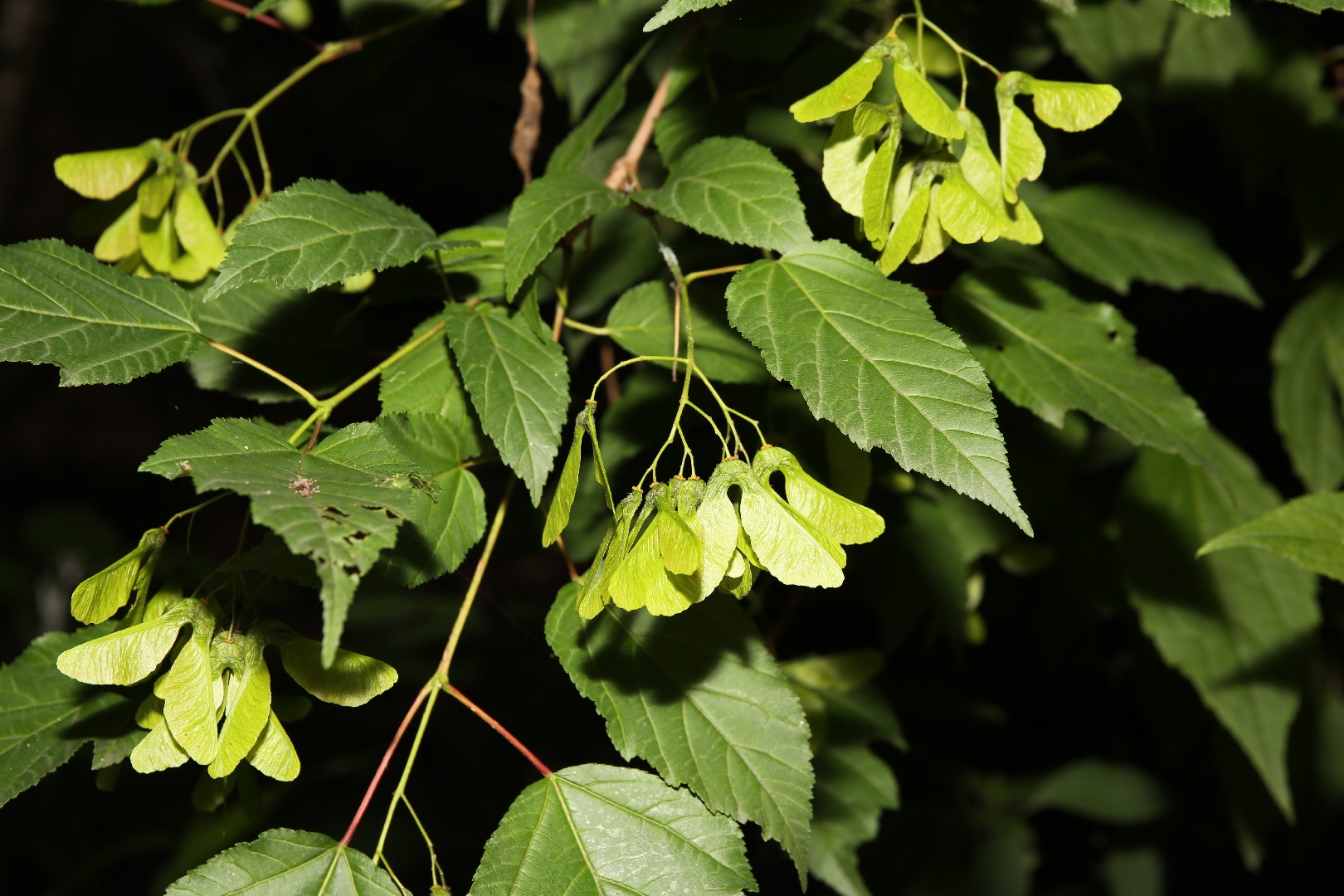 カラコギカエデ（鹿子木楓）の判定方法 (Acer tataricum subsp. ginnala)