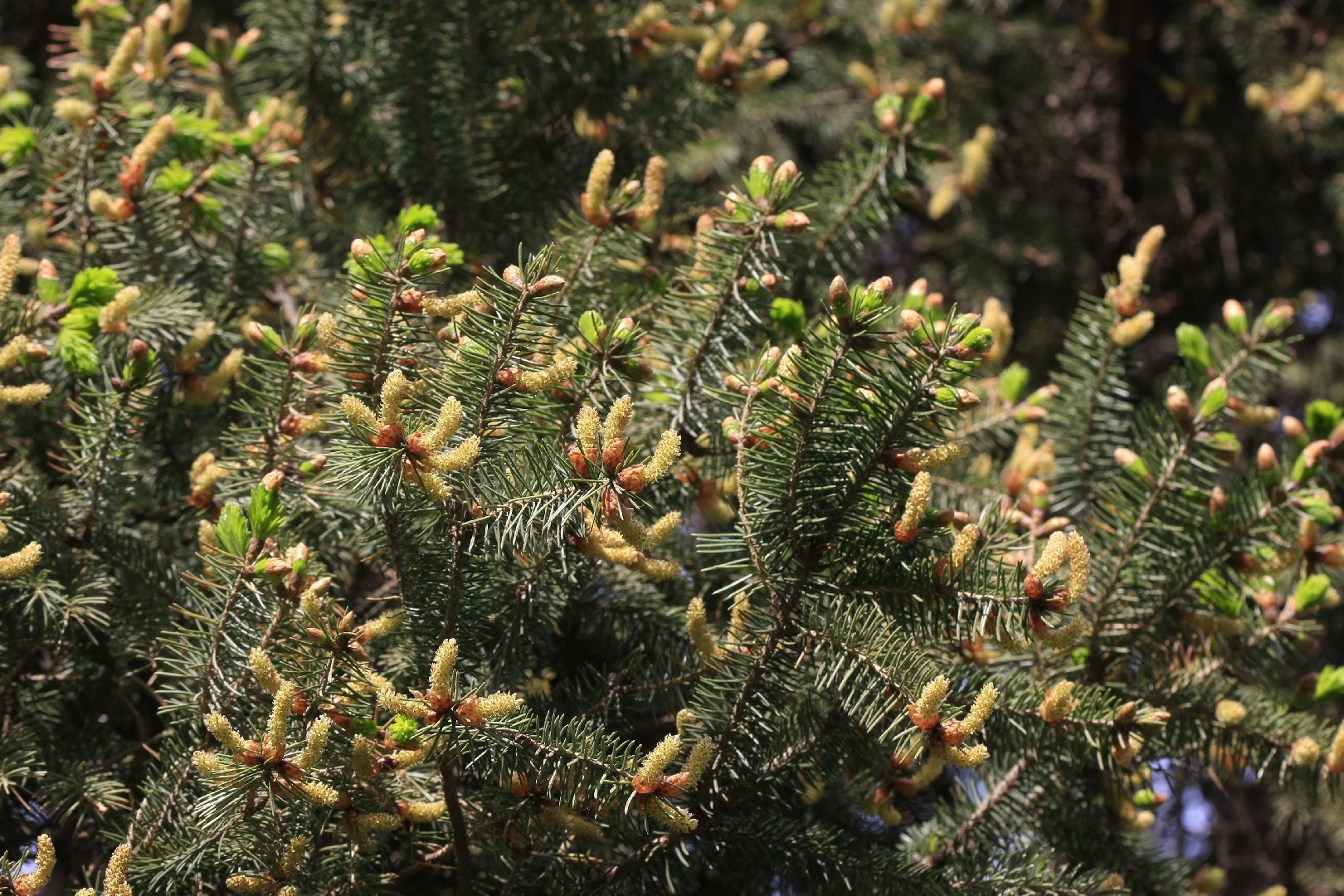 ドラゴントウヒと (Picea asperata) - PictureThis