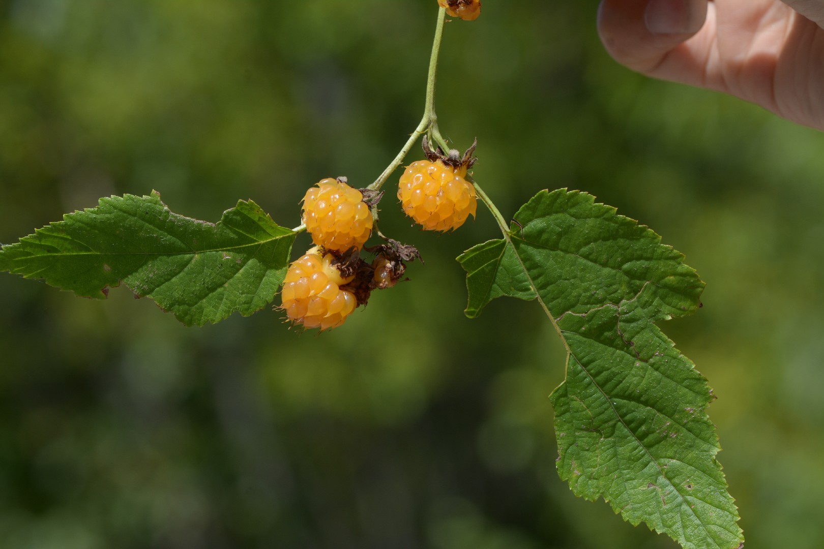 Red raspberry (Rubus idaeus) Flower, Leaf, Care, Uses - PictureThis