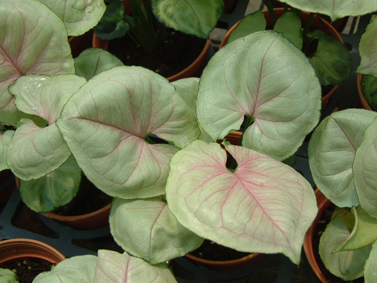 Arrowhead plant
